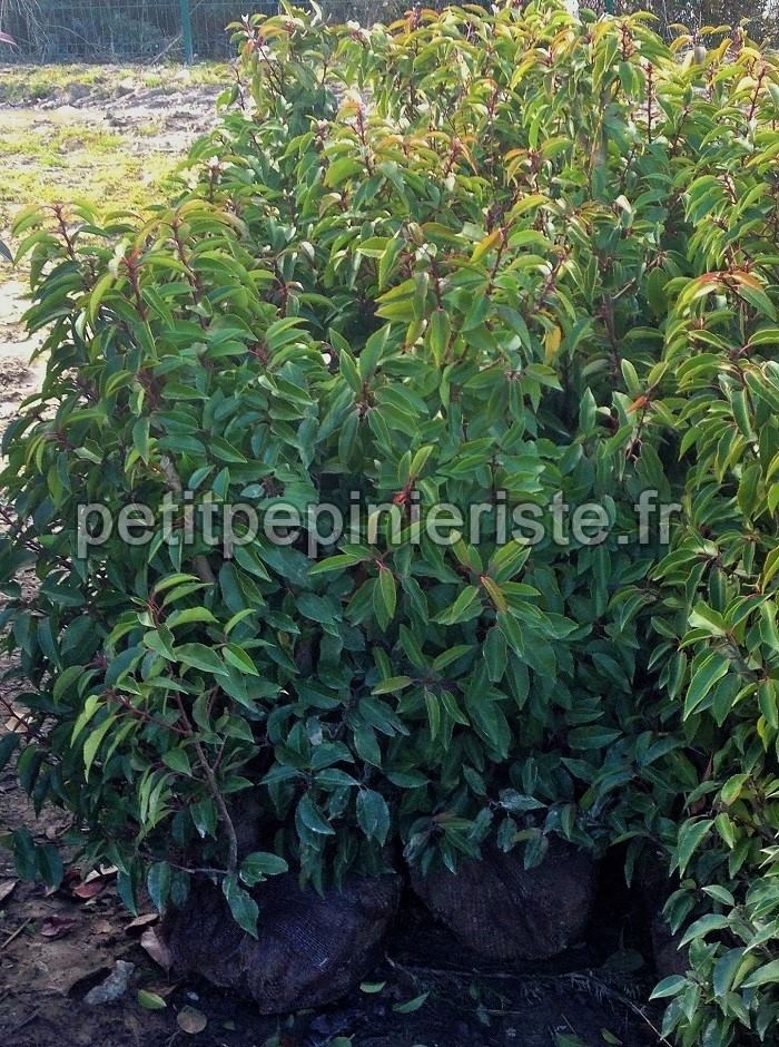 Petit prunus lusitanica pour une petite haie.